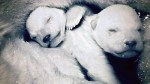 BBC Frozen Planet - Newborn polar bears
