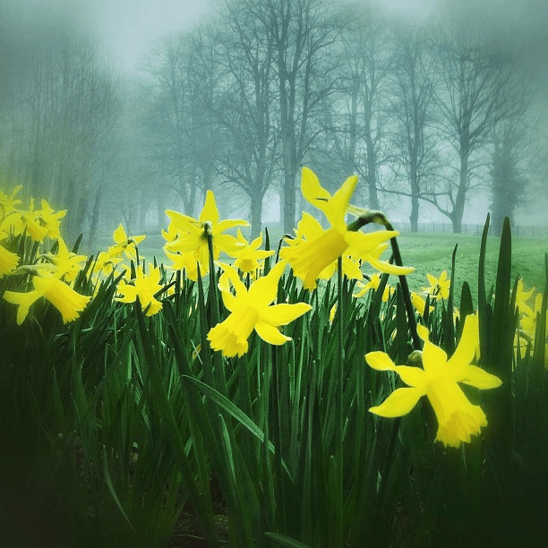 Happy St. Daffs Day