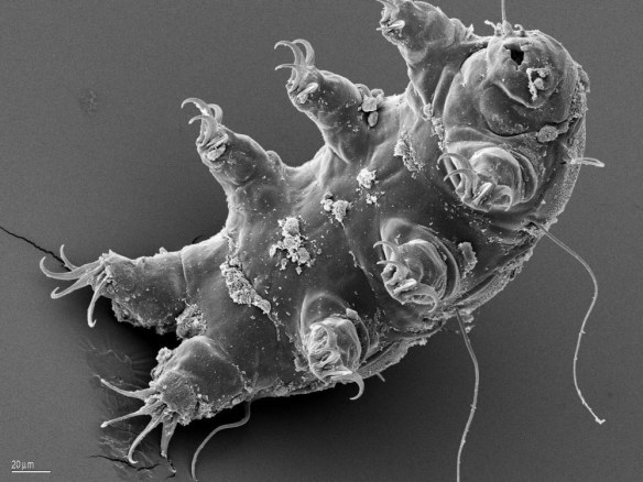 Tardigrade water bear esa schill